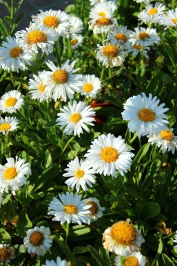 Alpenaster Aster alpinus 'Albus' 5-10 Pot P9 Aster alpinus 'Albus'