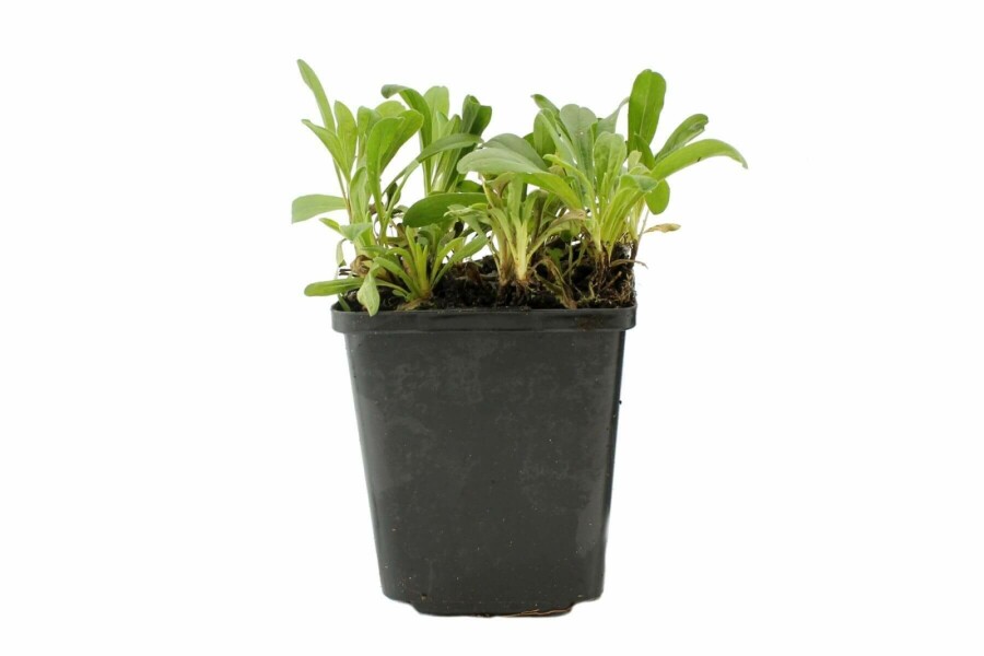 Alpenaster Aster alpinus 'Albus' 5-10 Pot P9 Aster alpinus 'Albus'