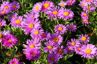 Alpenaster Aster alpinus 'Happy End' 5-10 Pot P9 Aster alpinus 'Happy End'