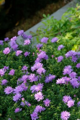Herfstaster Aster dumosus 'Lady in Blue' 10-15 Pot C2 Aster dumosus 'Lady in Blue'