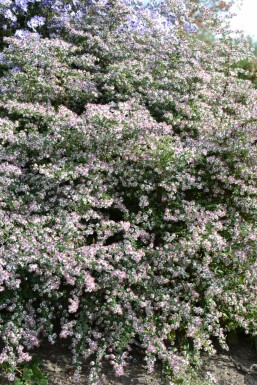 Herfstaster Aster lateriflorus 'HoriZontalis' 5-10 Pot P9