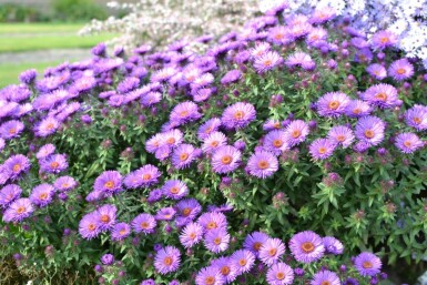 Herfstaster Aster novae-angliae 'Purple Dome' 5-10 Pot P9