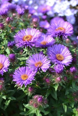 Herfstaster Aster novae-angliae 'Purple Dome' 5-10 Pot P9