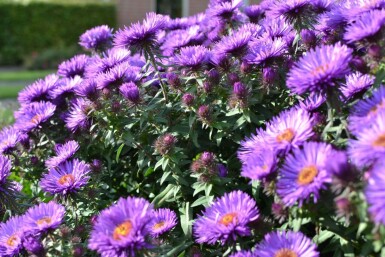 Herfstaster Aster novae-angliae 'Purple Dome' 5-10 Pot P9 Aster novae-angliae 'Purple Dome'