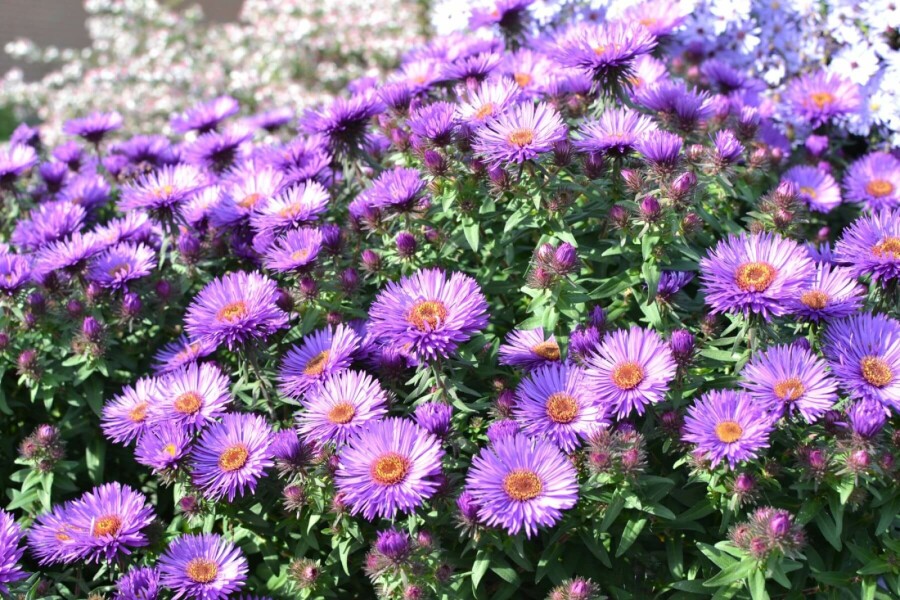 Herfstaster Aster novae-angliae 'Purple Dome' 5-10 Pot P9 Aster novae-angliae 'Purple Dome'