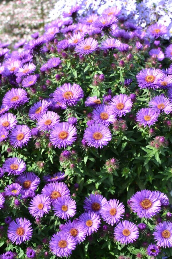 Herfstaster Aster novae-angliae 'Purple Dome' 5-10 Pot P9 Aster novae-angliae 'Purple Dome'