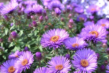 Herfstaster Aster novae-angliae 'Purple Dome' 5-10 Pot P9 Aster novae-angliae 'Purple Dome'