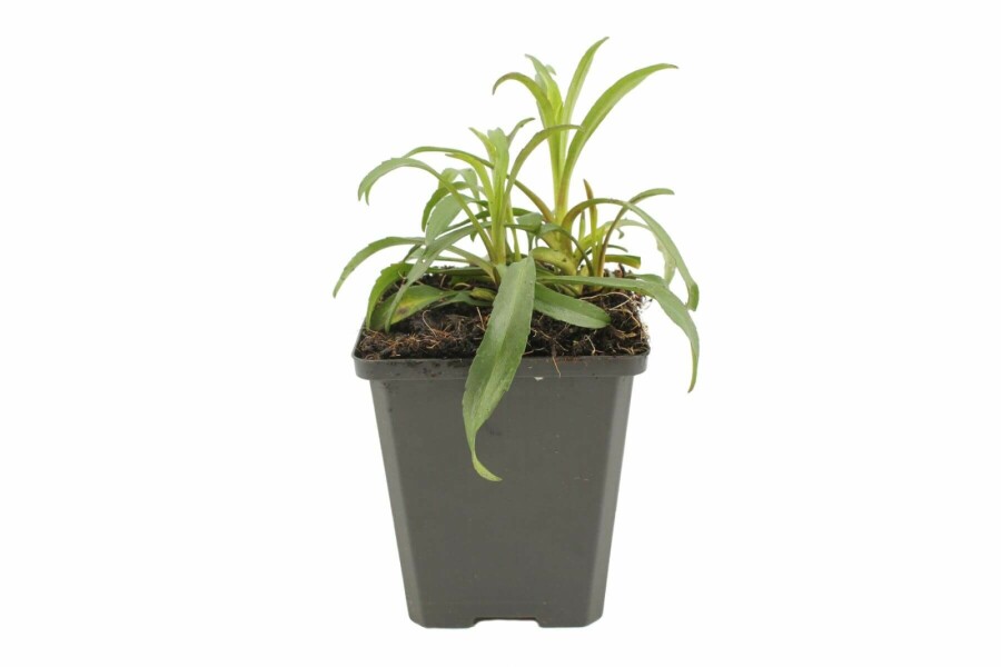 Herfstaster Aster novi-belgii 'Marie Ballard' 5-10 Pot P9 Aster novi-belgii 'Marie Ballard'