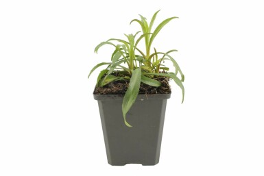 Herfstaster Aster novi-belgii 'Marie Ballard' 5-10 Pot P9 Aster novi-belgii 'Marie Ballard'