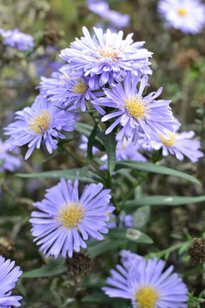 Herfstaster Aster novi-belgii 'Marie Ballard' 5-10 Pot P9 Aster novi-belgii 'Marie Ballard'