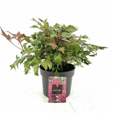 Pluimspirea Astilbe arendsii 'Fanal' 10-15 Pot C2 Astilbe arendsii 'Fanal'