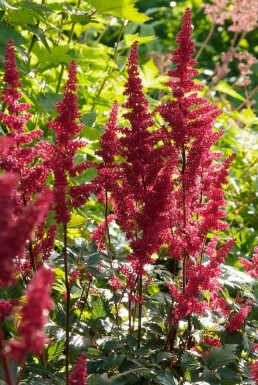 Pluimspirea Astilbe arendsii 'Fanal' 5-10 Pot P9 Astilbe arendsii 'Fanal'