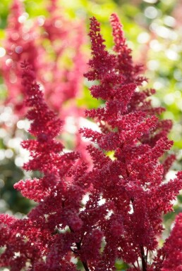 Pluimspirea Astilbe arendsii 'Fanal' 5-10 Pot P9 Astilbe arendsii 'Fanal'