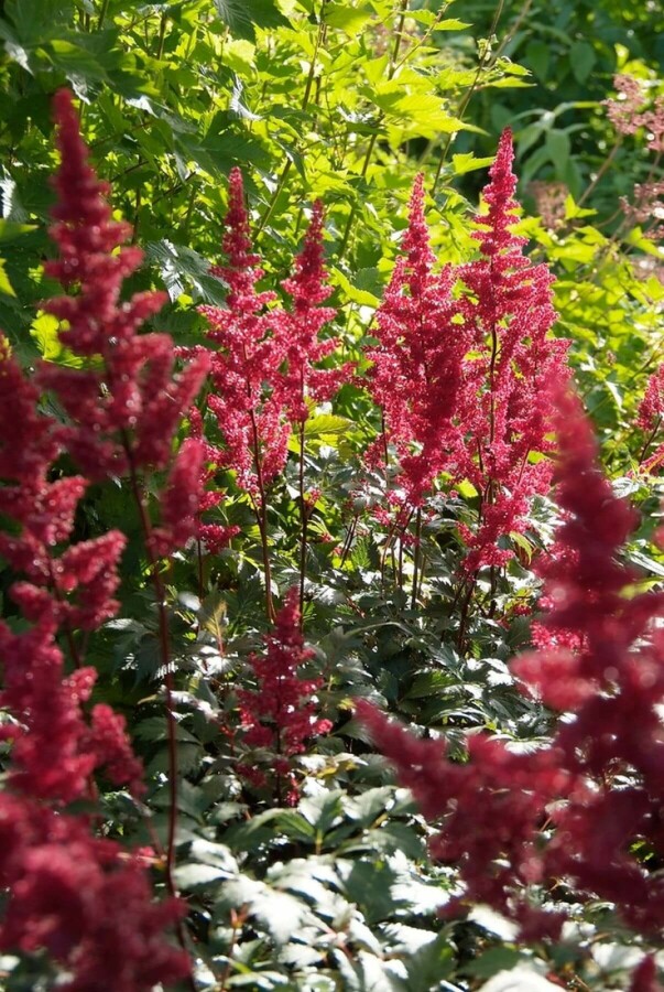 Pluimspirea Astilbe arendsii 'Fanal' 5-10 Pot P9 Astilbe arendsii 'Fanal'