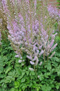 Pluimspirea Astilbe chinensis 'Pumila' 5-10 Pot P9 Astilbe chinensis 'Pumila'