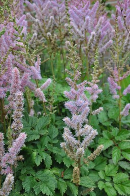 Pluimspirea Astilbe chinensis 'Pumila' 5-10 Pot P9 Astilbe chinensis 'Pumila'