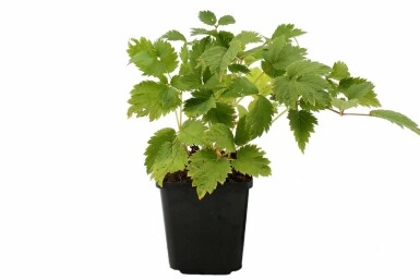 Pluimspirea Astilbe chinensis 'Pumila' 5-10 Pot P9 Astilbe chinensis 'Pumila'