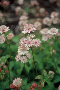 Zeeuws knoopje Astrantia major 5-10 Pot P9