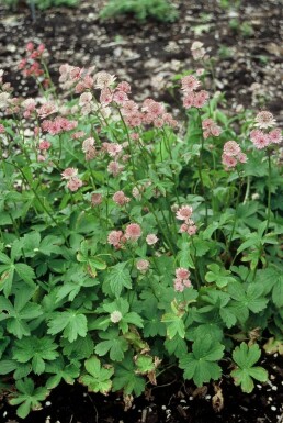 Zeeuws knoopje Astrantia major 5-10 Pot P9