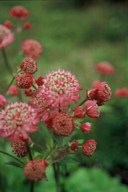 Zeeuws Knoopje Astrantia major 'Lars' 5-10 Pot P9 Astrantia major 'Lars'