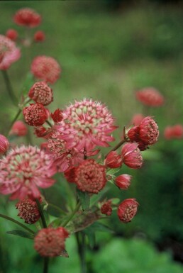 Zeeuws Knoopje Astrantia major 'Lars' 5-10 Pot P9