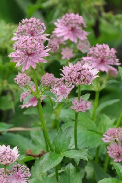 Zeeuws knoopje Astrantia major 'Pink Pride' 5-10 Pot P9 Astrantia major 'Pink Pride'