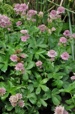 Zeeuws knoopje Astrantia major 'Pink Pride' 5-10 Pot P9 Astrantia major 'Pink Pride'