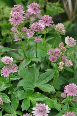 Zeeuws knoopje Astrantia major 'Pink Pride' 5-10 Pot P9 Astrantia major 'Pink Pride'