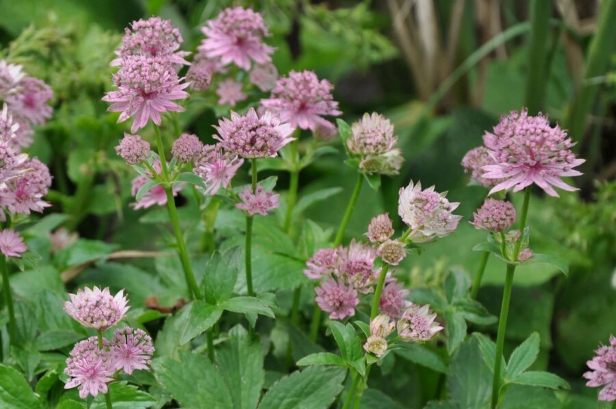 Zeeuws knoopje Astrantia major 'Pink Pride' 5-10 Pot P9 Astrantia major 'Pink Pride'