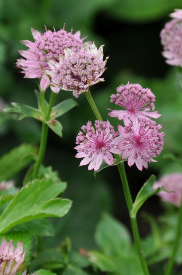 Zeeuws knoopje Astrantia major 'Pink Pride' 5-10 Pot P9 Astrantia major 'Pink Pride'