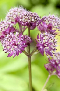 Zeeuws knoopje Astrantia major 'Primadonna' 5-10 Pot P9 Astrantia major 'Primadonna'