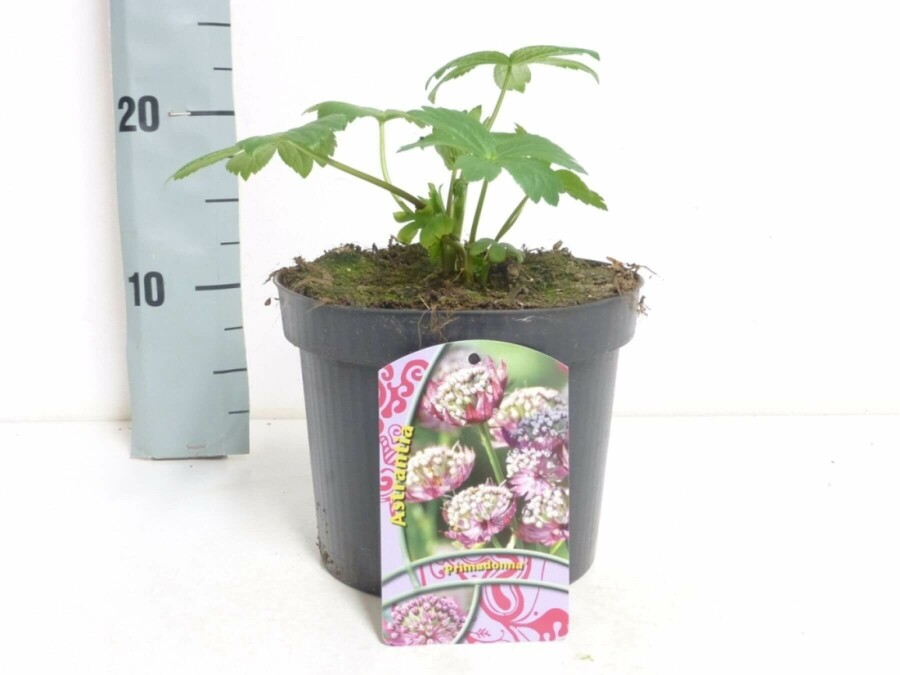 Zeeuws knoopje Astrantia major 'Primadonna' 5-10 Pot P9 Astrantia major 'Primadonna'