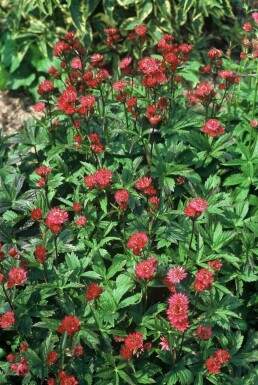 Zeeuws knoopje Astrantia major 'Ruby Wedding' 5-10 Pot P9 Astrantia major 'Ruby Wedding'
