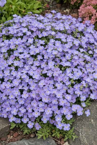 Blauwkussen Aubrieta 'Cascade Blue' 5-10 Pot P9 Aubrieta 'Cascade Blue'