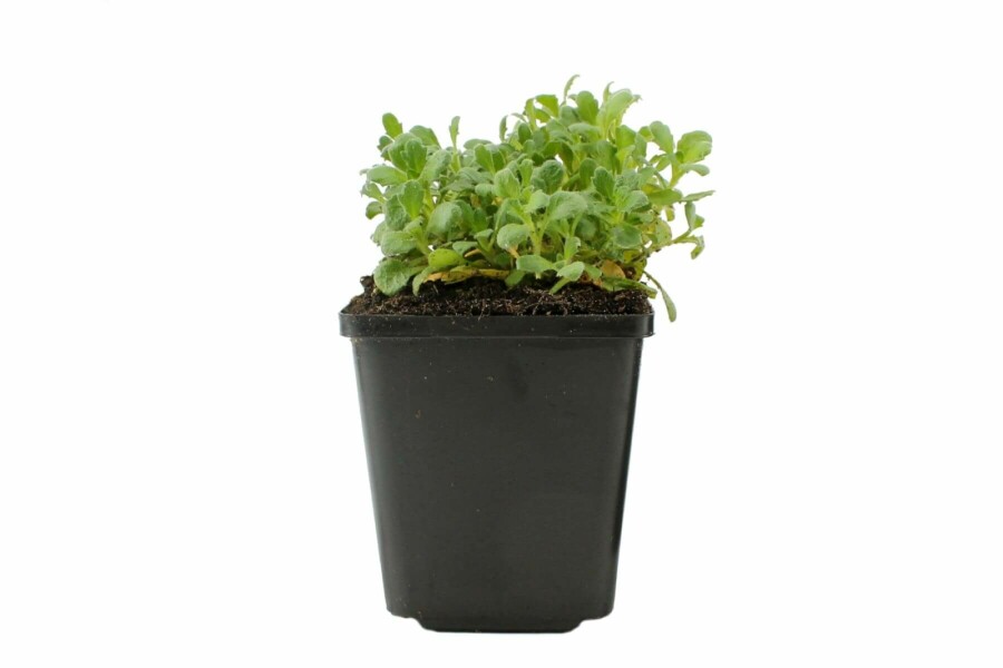 Blauwkussen Aubrieta 'Cascade Blue' 5-10 Pot P9 Aubrieta 'Cascade Blue'