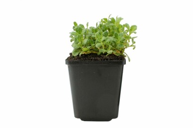 Blauwkussen Aubrieta 'Cascade Blue' 5-10 Pot P9 Aubrieta 'Cascade Blue'