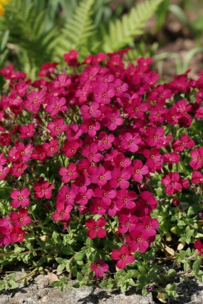 Randjesbloem Aubrieta 'Cascade Red' 5-10 Pot P9 Aubrieta 'Cascade Red'
