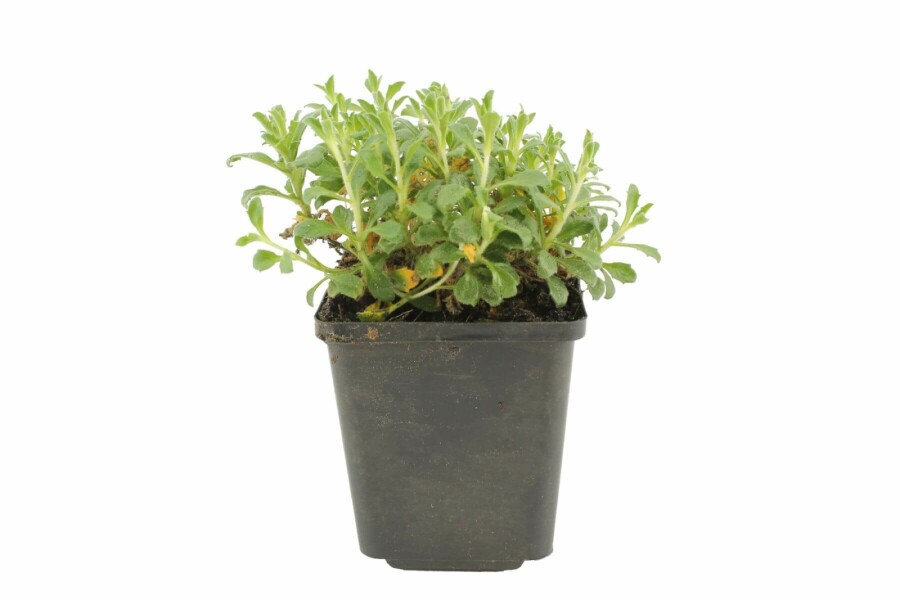 Randjesbloem Aubrieta 'Cascade Red' 5-10 Pot P9 Aubrieta 'Cascade Red'