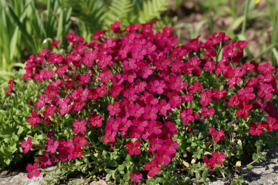Randjesbloem Aubrieta 'Cascade Red' 5-10 Pot P9 Aubrieta 'Cascade Red'