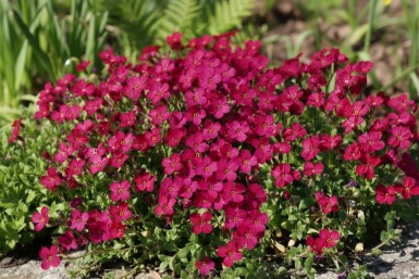 Randjesbloem Aubrieta 'Cascade Red' 5-10 Pot P9 Aubrieta 'Cascade Red'