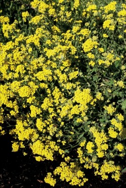Schildzaad Aurinia saxatilis 5-10 Pot P9 Aurinia saxatilis