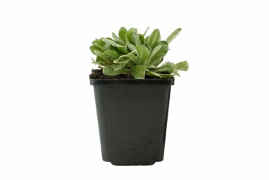 Schildzaad Aurinia saxatilis 5-10 Pot P9 Aurinia saxatilis