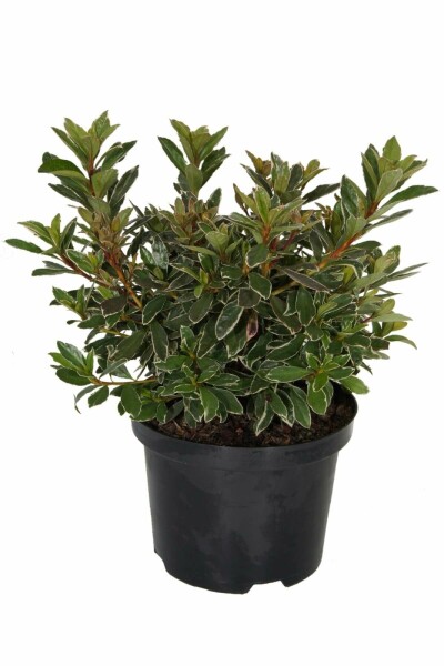 Azalea japonica 'Hot Shot' C2 20-30