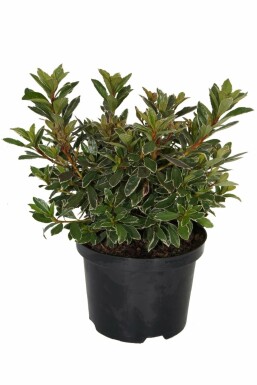 Azalea japonica 'Hot Shot' C2 20-30