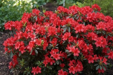 Azalea japonica 'Hot Shot' struik 20-30 cm