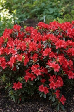 Azalea japonica 'Hot Shot' struik 20-30 cm
