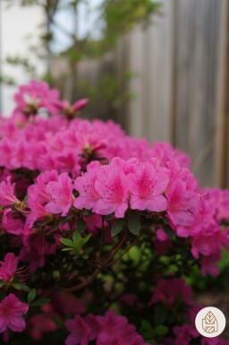Azalea japonica 'Kermesina' struik 20-30 cm