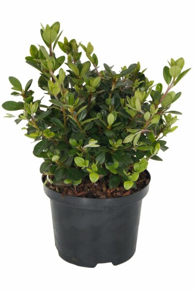 Azalea japonica 'Moederkensdag' C2 20-30