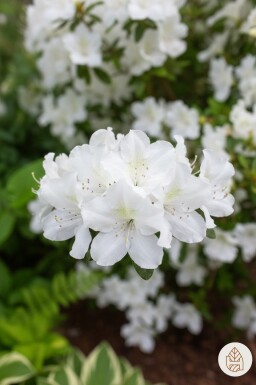 Azalea japonica 'Pleasant White' struik 20-30 cm