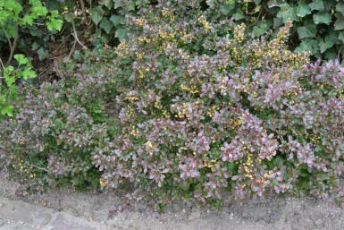 Berberis thunbergii 'Atropurpurea Nana' C10 30-40